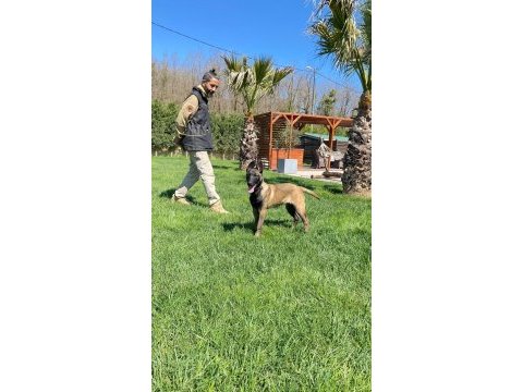 Secereli eğitimli belçika malinois yavruları 