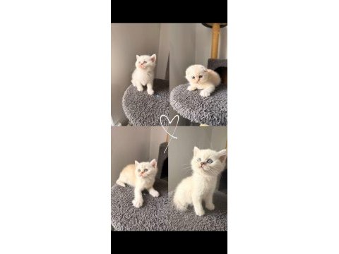 55 günlük scottish fold yavrular