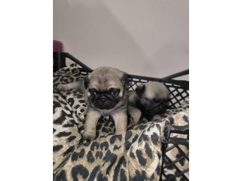 Erkek pug yavrularımız yeni ailesini arıyor
