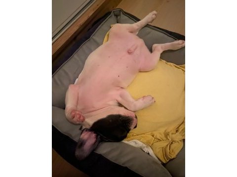 Fransız bulldog köpeği