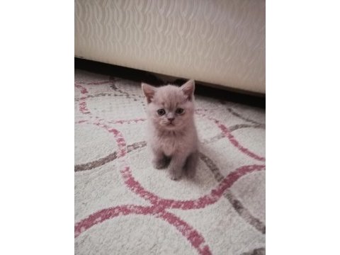 Safkan yavrular british shorthair