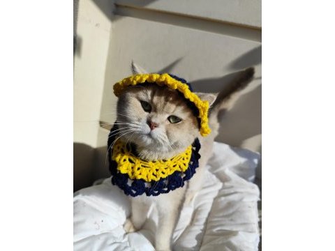 Kedimiz yeni yuvasını arıyor