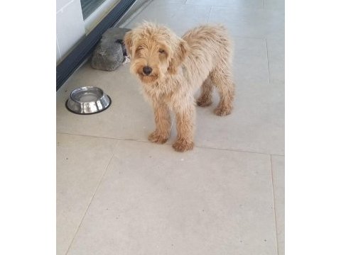 5,5 aylık maltipoo