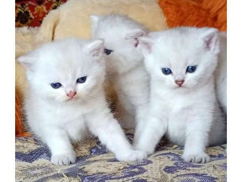 Mükemmel british bebişler