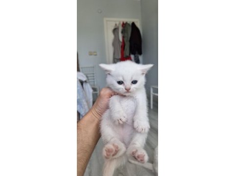 Bembeyaz pamuk minnoş teslime hazır