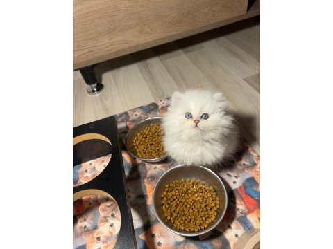 British longhair silver point erkek