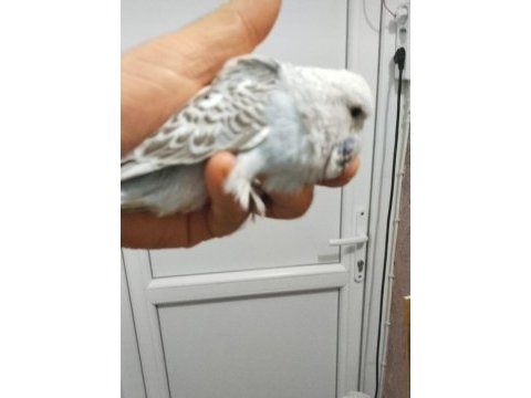Çek ve jumbo muhabbet kuşu yavrular