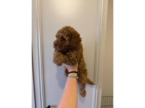 60 günlük mini poodle