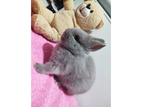 Safkan hollanda cüce tavşan (netherland dwarf)