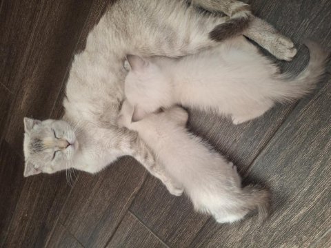 55 günlük british shorthair yavrular