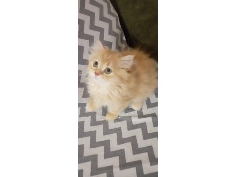 Longhair yavru kedimiz