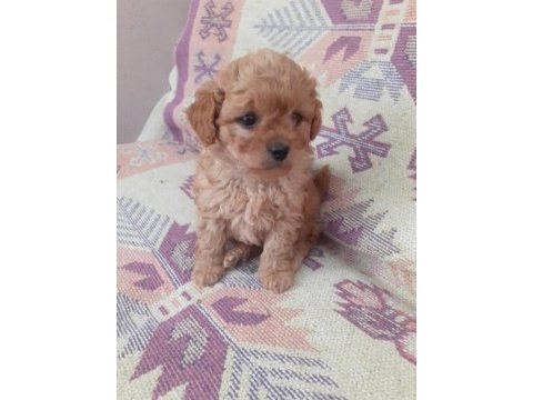 Poodle den farksız maltipoolar