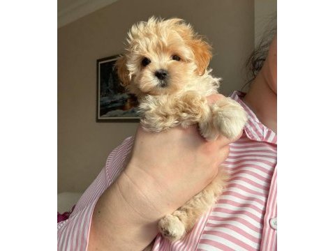 Maltipoo bebekler