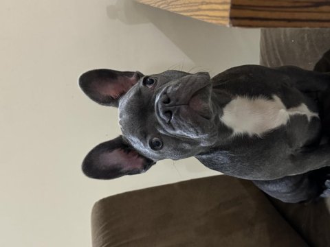6 aylık sosyal erkek fransız bulldog