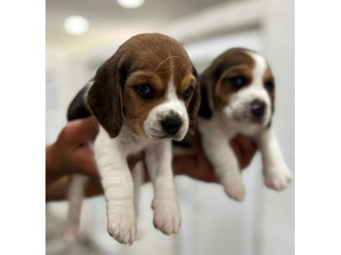 Sevimli beagle yavrular