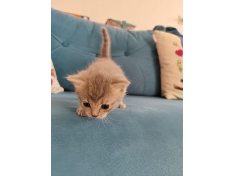 4 adet erkek yavru kedimiz