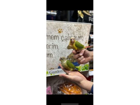 Her renk bebek konur papağanları