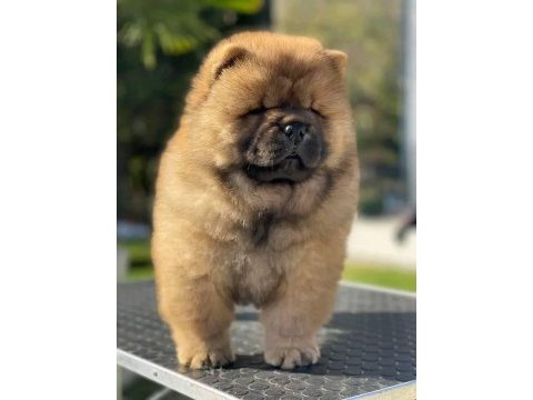 Resim gibi chow chow yavrularımız