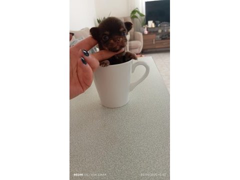 Safkan chihuahua bir kız