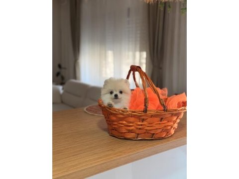 Teddy bear ayı surat pomeranian