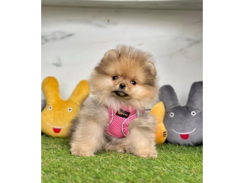 Sevimli pomeranian boo yavrularımız