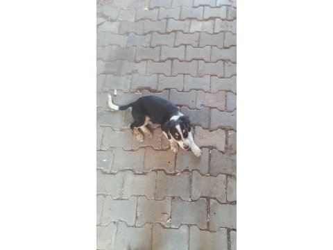 Border collie yavruya yeni yuva