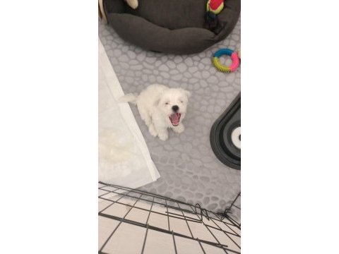 2 aylık erkek maltese terrier