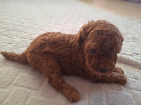 Red brown toy poodle yavrular