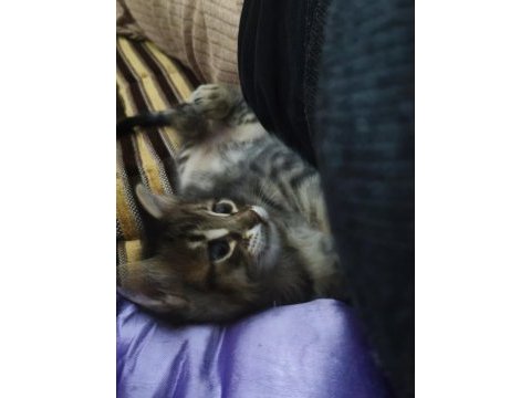 Kabarık tüylü melez yavru kedimiz