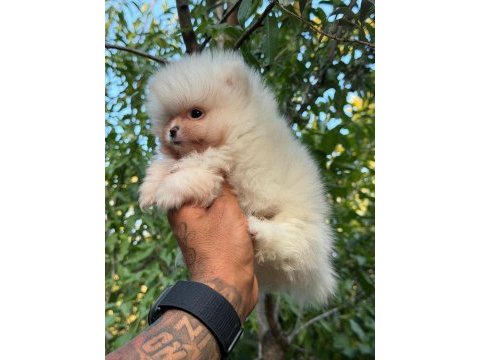 Süt beyaz pomeranian boo bebeklerim