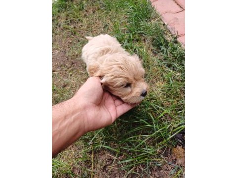 Arthur ve sakızın maltipoo yavruları