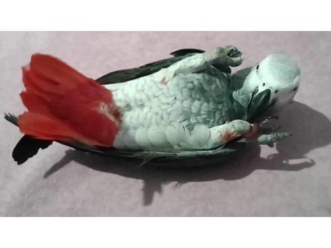 3 yasında full evcil jako papağanı
