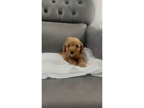 Ömürlük dostunuz maltipoo