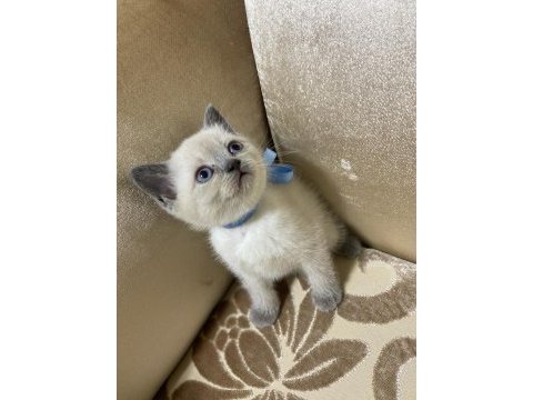 Blue point 2 aylık erkek yavru british shorthair