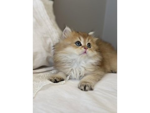 Golden ny11 safkan british longhair anne baba scr kayıtlı