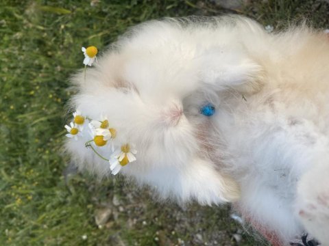 Hollanda lop melezi tavşan yavrularımız