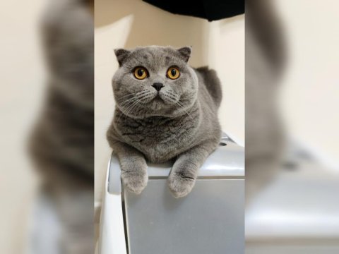 Ev kedisi scottish fold