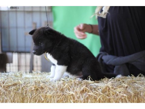 Safkan amerikan akita yavruları