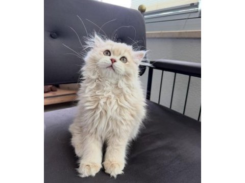Cy12 çikolata golden yavru british longhair