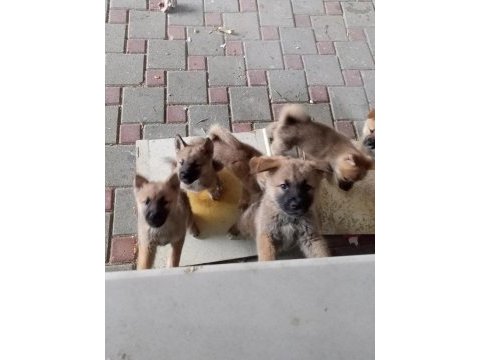 Yavru akita inu