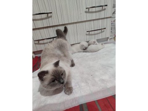 2.5 yaşında blue point british shorthair dişi