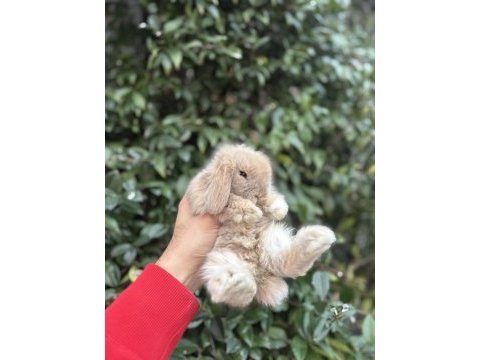 Veteriner hekimden hollanda lop mini lop ve cüce tavsan