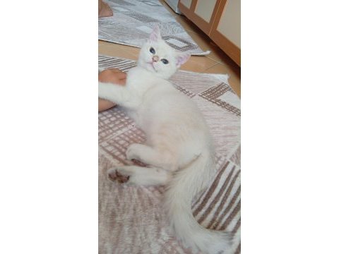 Golden point british shorthair prenses hazır