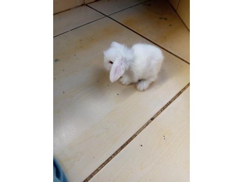 Hollanda teddy lop tavşan yavruları