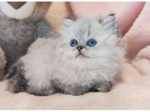 British longhair bayram şekerleri