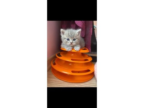British shorthair beyaz british shorthair blue point