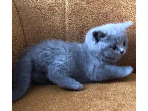 Scottish fold cinsi yavru kediler