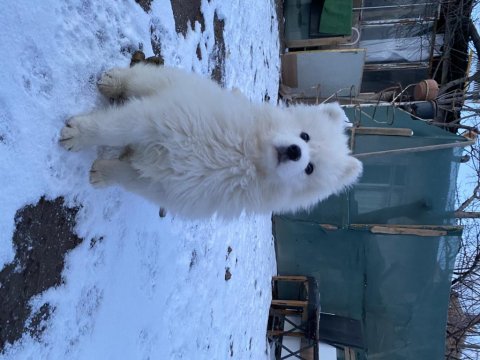 Kar beyaz samoyed yavrular