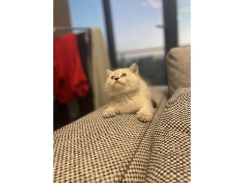 Orijinal british shorthair