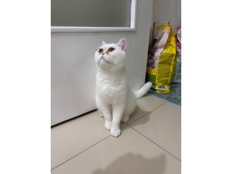 8 aylık sağlıklı erkek kedimiz